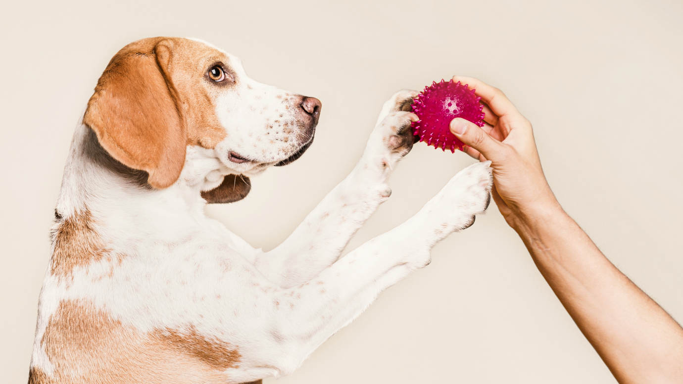 Hund versucht mit seinen Pfoten den Ball auf den Händen seines Besitzers zu holen
