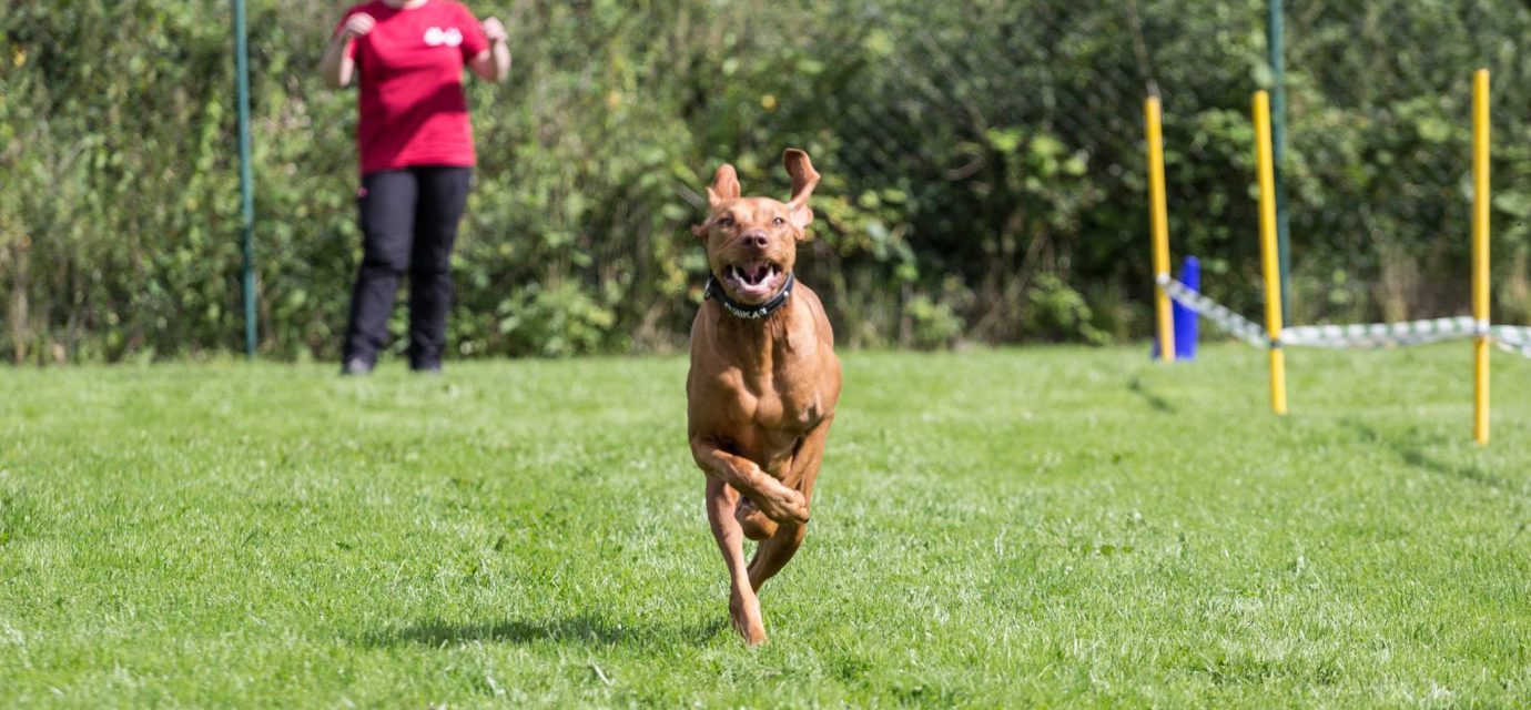 Sommerfest-hunderennen-1